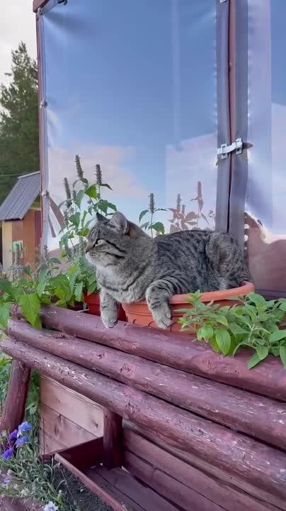 �������� ��������