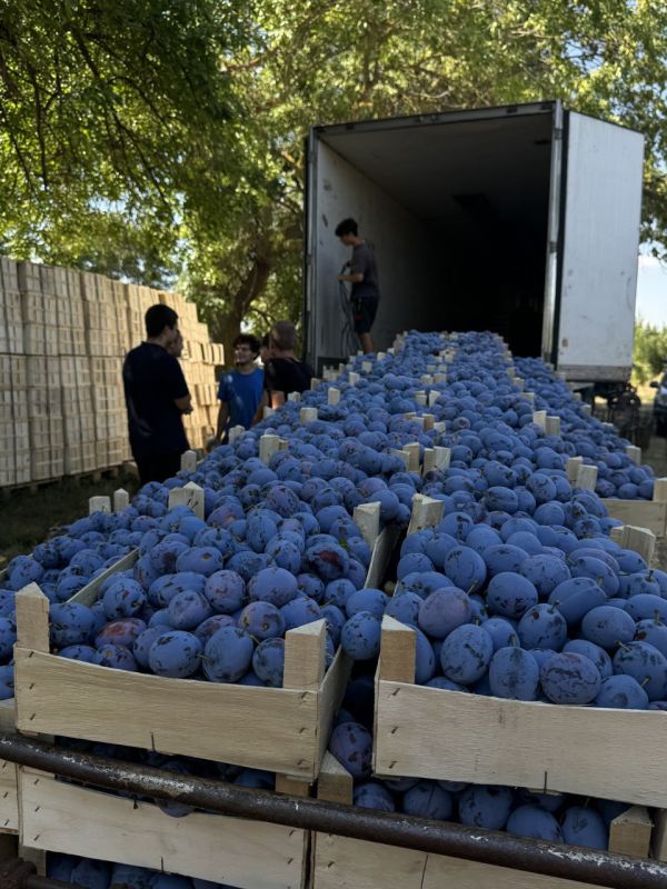 ��������������� ������ � ����� ���������� � �������, ������, ������� � ���� ���������