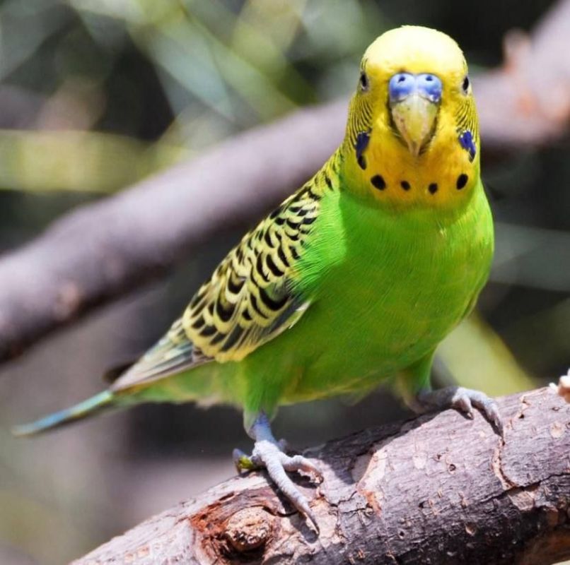 � �������������� ����� ������� ������-����� �� ���������� � ���������� ��������� ��������