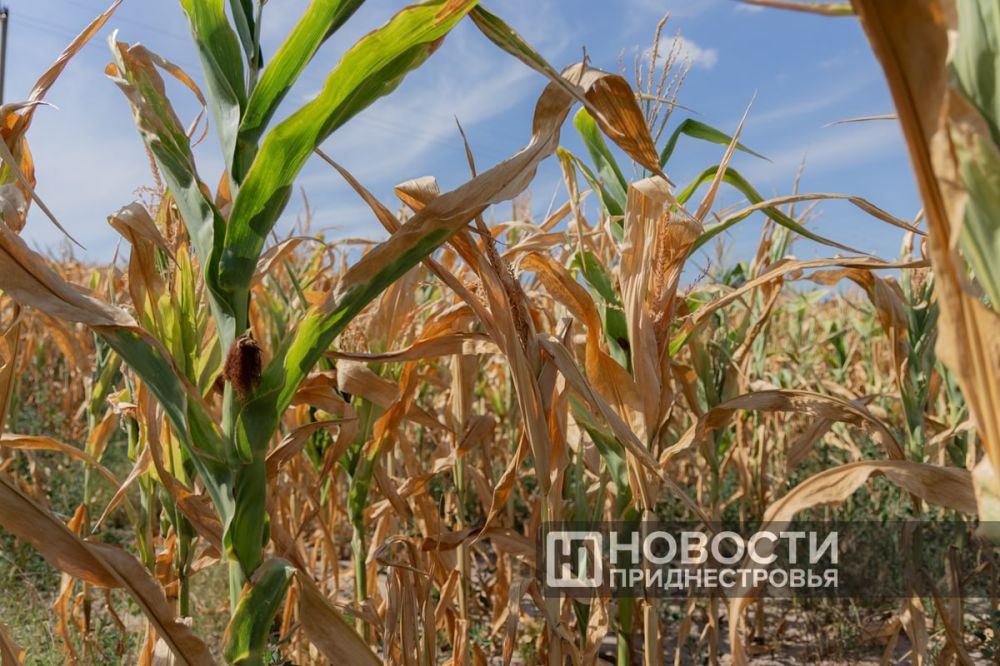 � ������������� ������������ ���������� ������