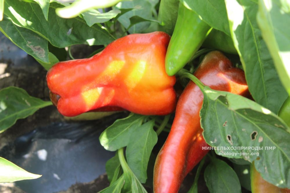 ������ ������ � ��������