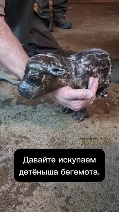 ��� ����� ��� �������� ����������������: ������� ������� ������� �� �������� �������� ����������� ������� ����������� ��������