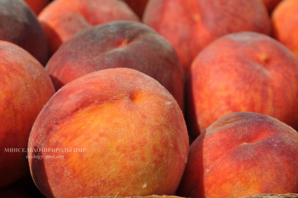 � ������������� ���������� ���������� ������ ����� ���� ������ �������-������� �������