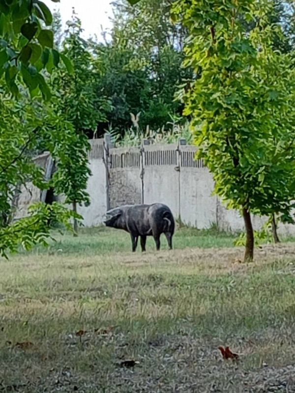 �� ���������� ������ ������ ��������