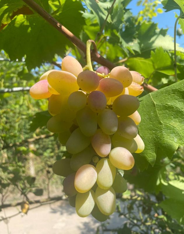 � ����� ���� �� ������� ����� ��������� ��������