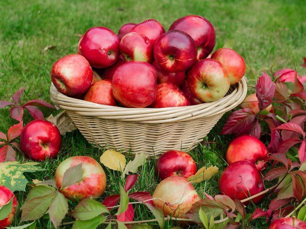 ������� �������� ������������ �������� (�������� ����)