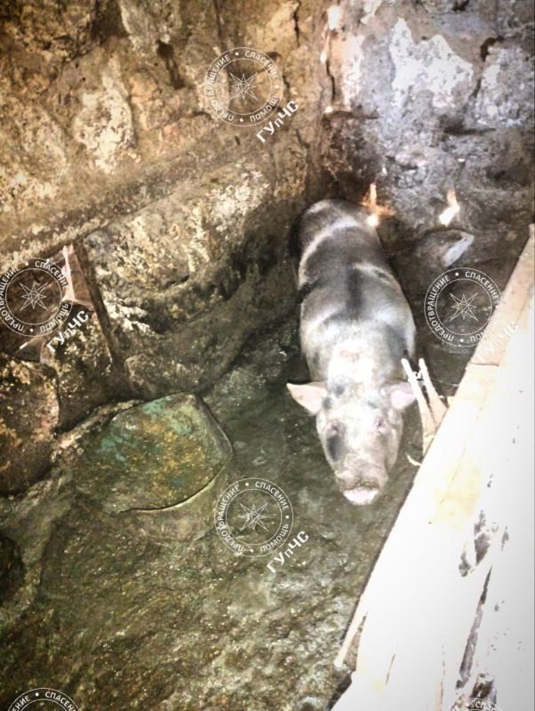 Счастливое «Хрю» из Григориопольского района