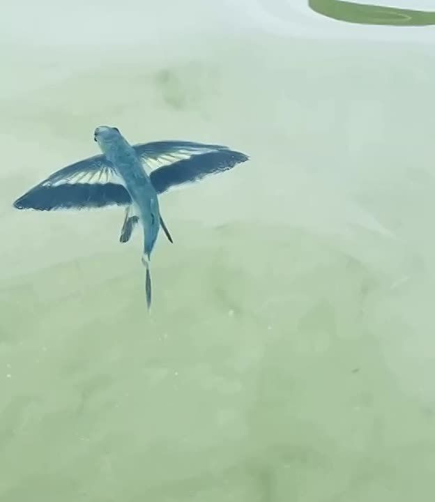 � ������ ��������� ����������� ������� ����