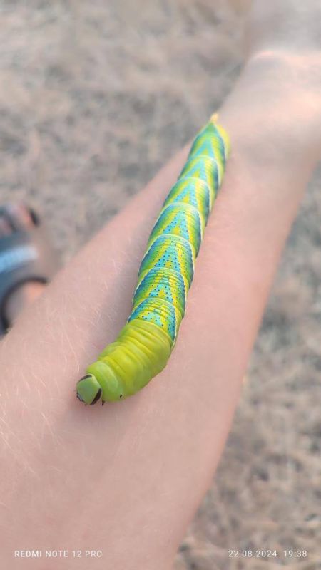 �� ����� �������� ���������� ��������, �� ���������� ���������� �������� ��������