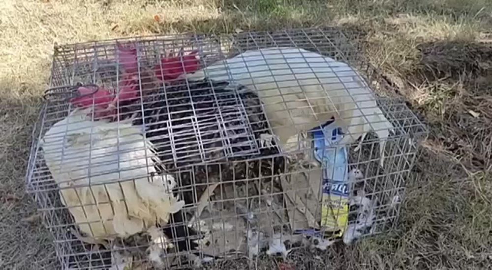 �� ����� � 12-������ �����