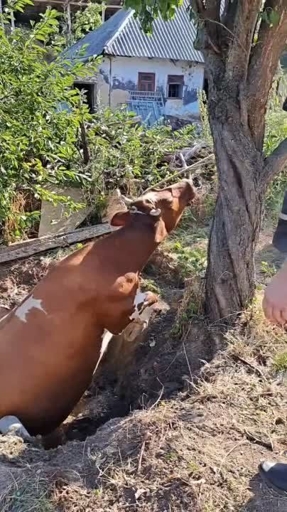 � ��������� ����������� ���� �������� �� �������� ������