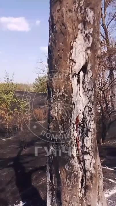 ��� ������ ����� �������