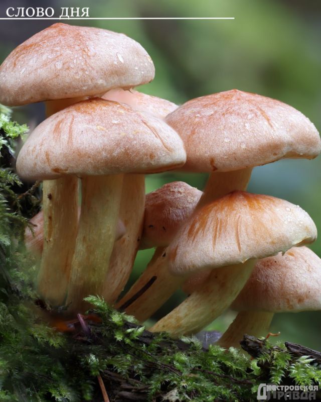 ��� ��������� ����� �������?