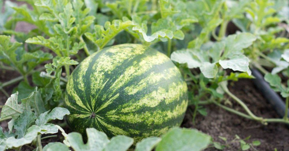 �������� ����� ��������� ������