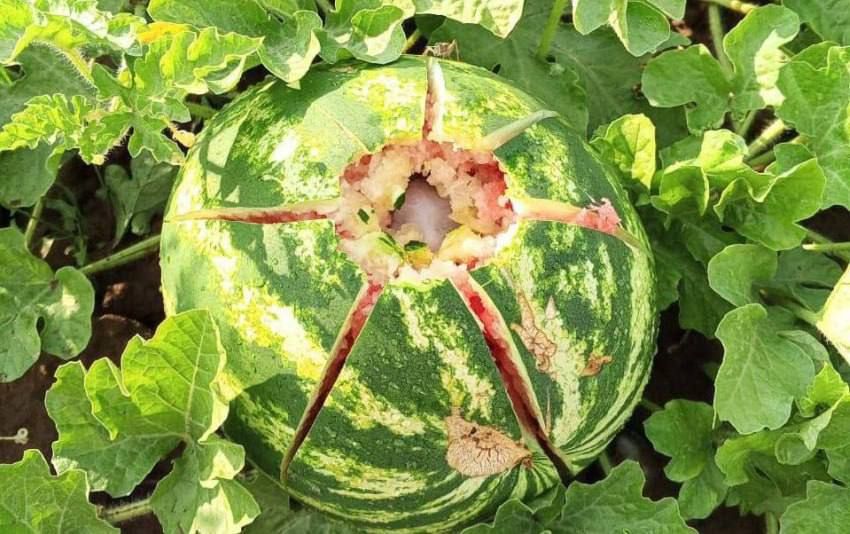 �� ������ ������� �������?