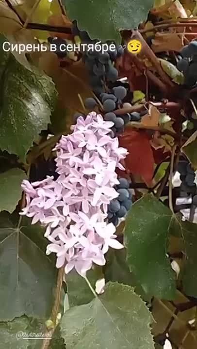 ��� ���� ��������������: � ������������� ������ ������