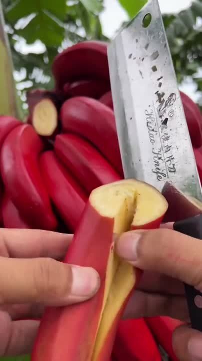 �� �����-���� ����� ����� ��������� ���� ������� - ������� ������