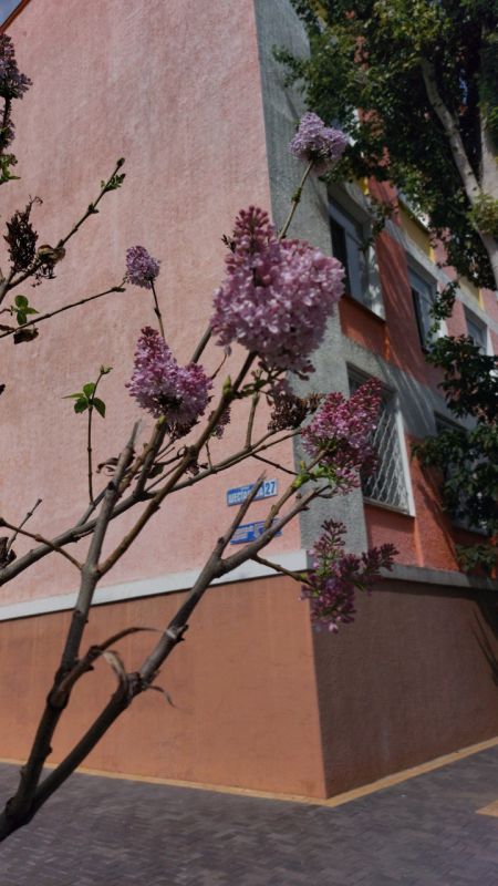 ������ ����� �� ����� ������ ���������� ��������