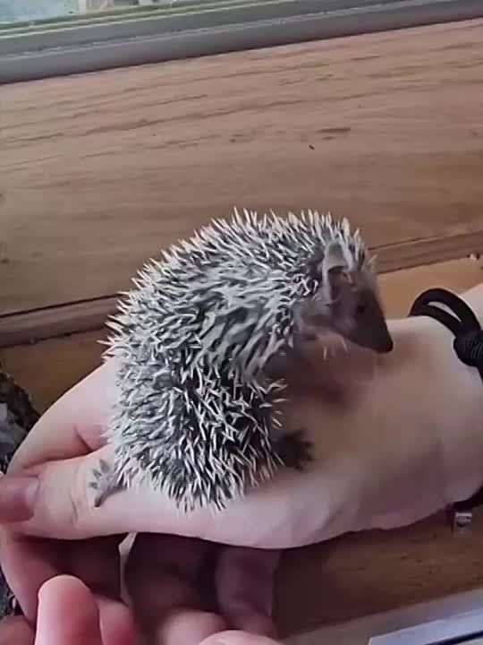 � ���� ����� ������ ������