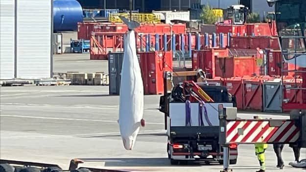 У берегов Норвегии умер знаменитый российский кит-шпион Хвалдимир