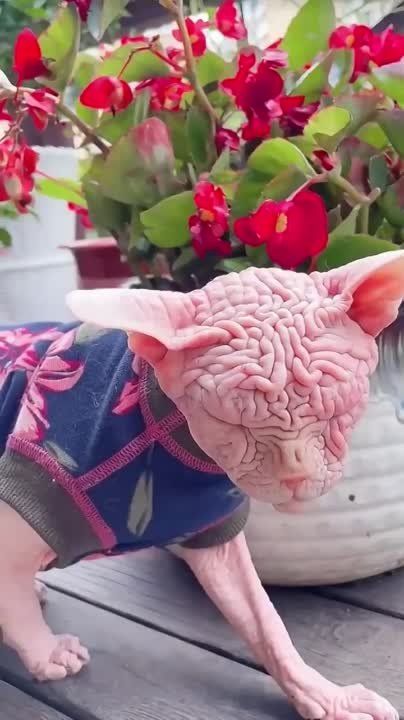 � ���� ���������� ������� ������������ �������