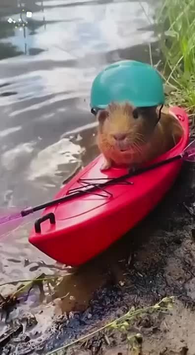 ����� �� �������. ����� ������)