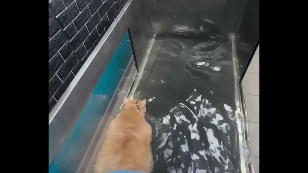 ������ ����� ������������� �� ������� �������