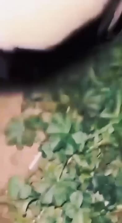 ����������� �����: �����-�� ����� �� �������� ����������� ��� �Bobr, kurwa� c �������� ���-������