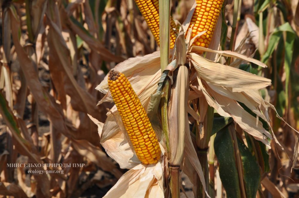 � ������������� ���������� � ������ �������� �� �����