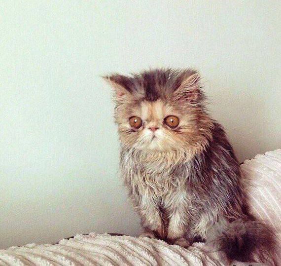 ������� �������� ��������, � ������������