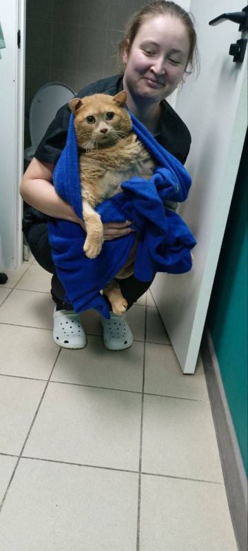 ����������� ���� ������� ������������