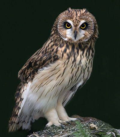 � 1996 ���� 41-������ ��������� ��� ������� ������ ����� � ���� ����� ������� ����� ����, �������, ��� ����� ������ ��� ��������