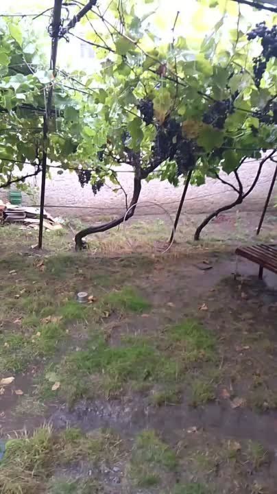 � ���������� ���� ������� ����� ������ ����