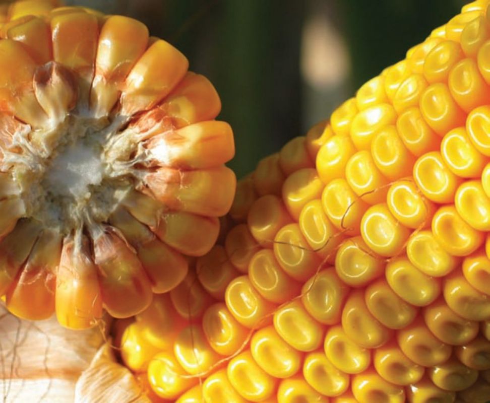 ��������� ���� �� �����������: