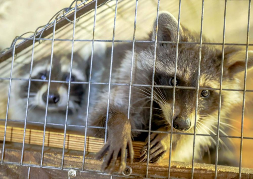 ���������� ������� �����������: ���������, ���������, ��������!