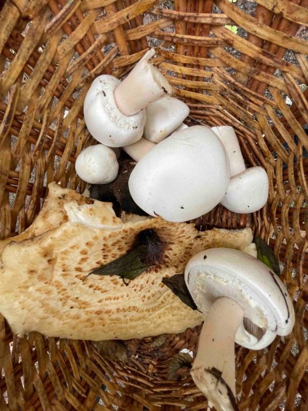 ������� ����� ���������� ����� 1, 2, 3� ���� ����� ��� �� ����� ����� � ��������� ������