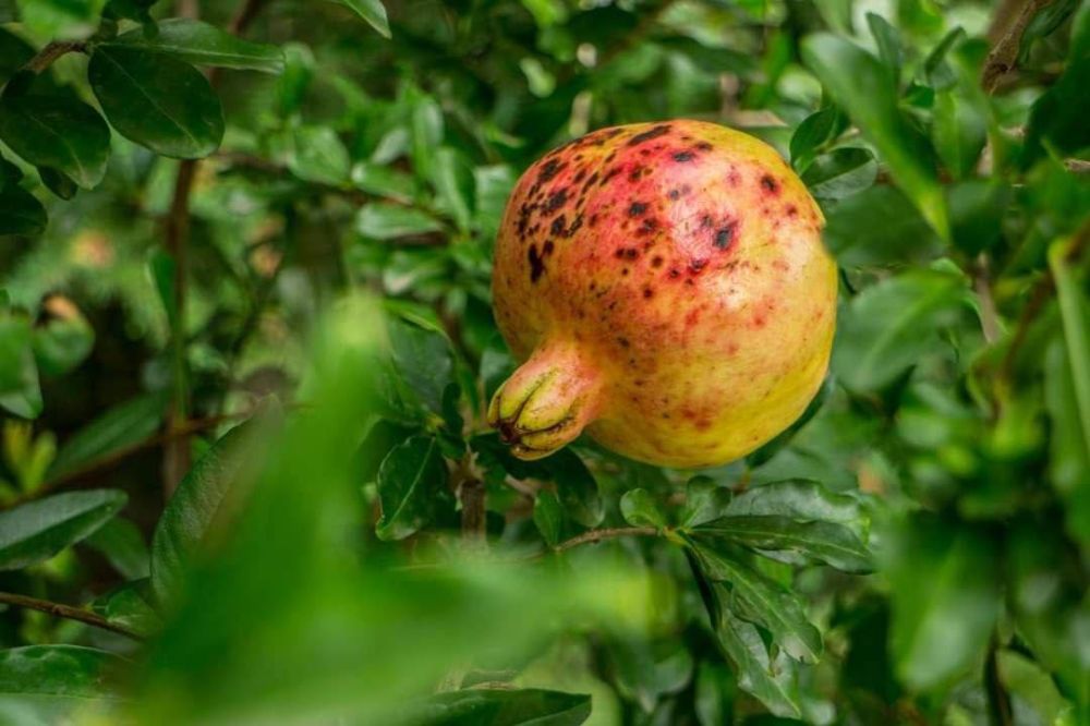 � ��������� ��������� ����� �������