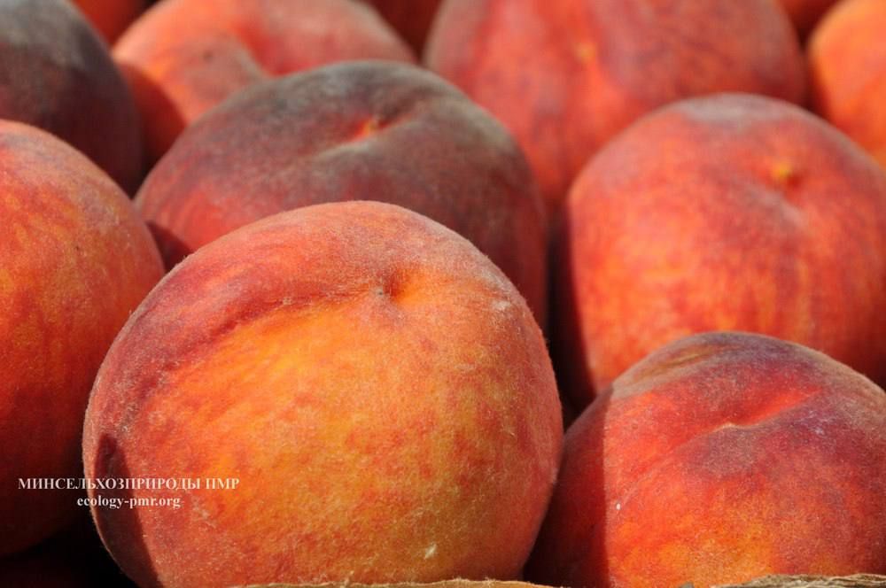 ����������� ������ �� ������ ������ ��������������