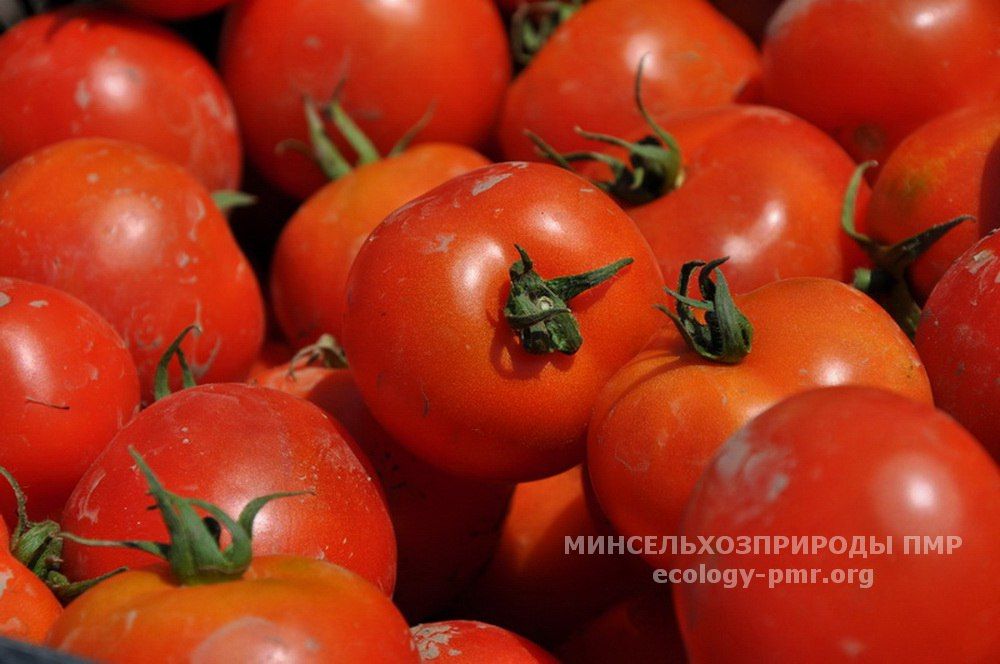 ������ ������. ������� ���� ������� ������� �������� 15,7 ���. ����: ������� ������� � 1,5 ���. ����