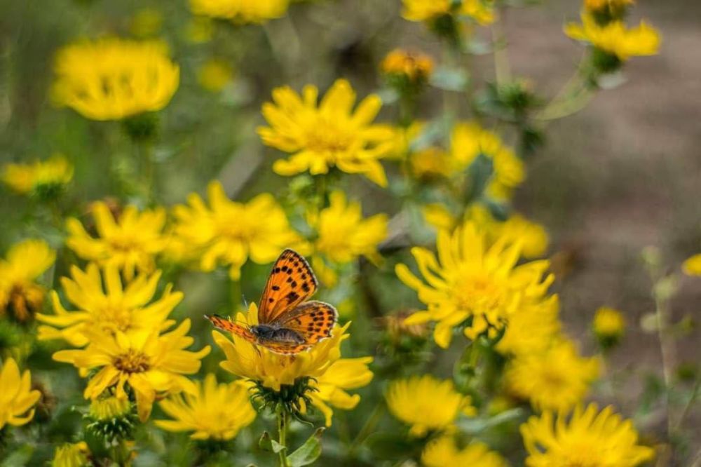 ������������ ������.. ���� ������� ��������