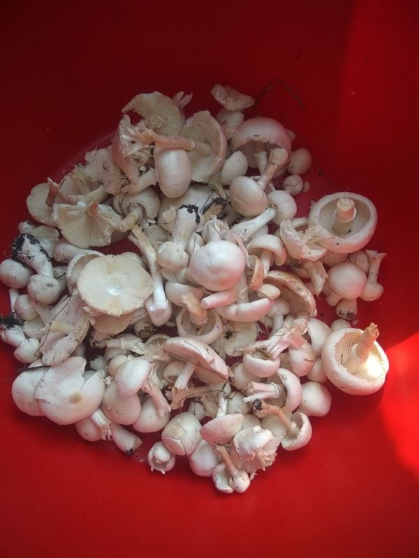 ���������� �� ����������� (��������� �����) ������� ������ ������� �����������