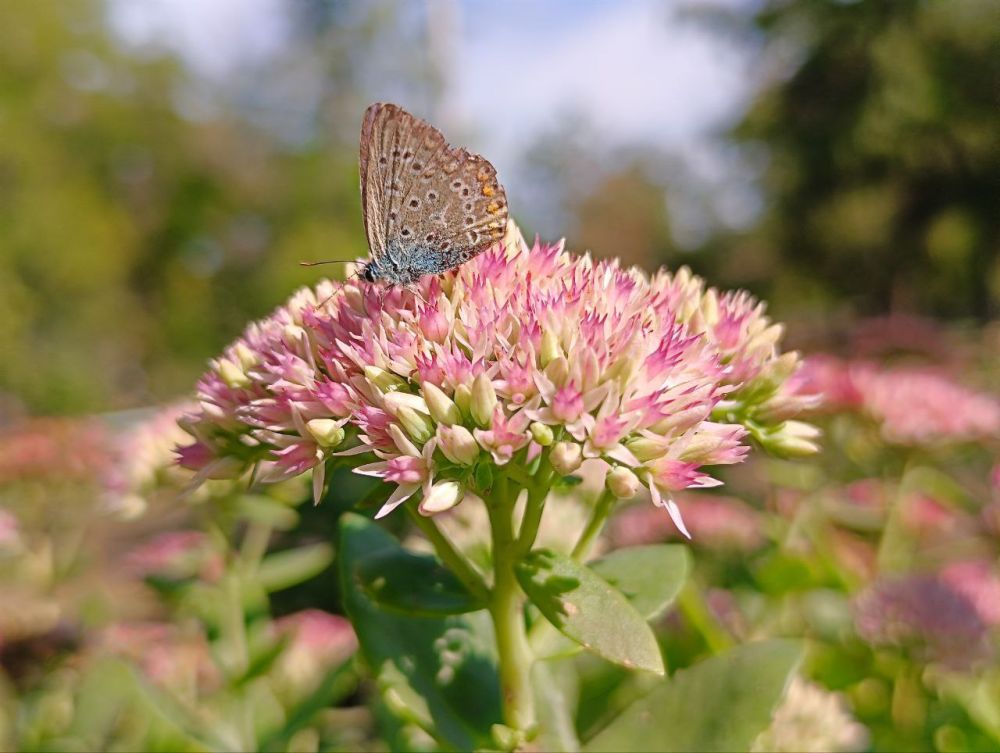 �������� ��������. ������� ����������� ����