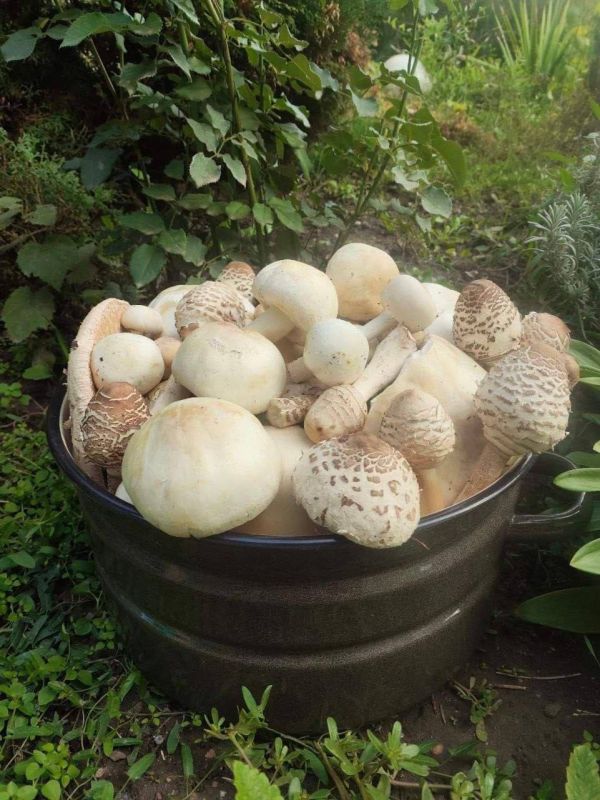 �������� ������ ����������� �� ��������� �������