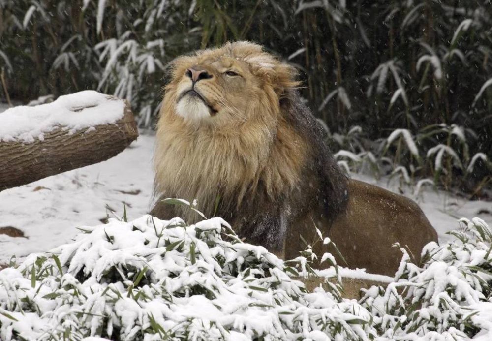 ���������� ������������ �������� �������� ��������� �� ����� ������