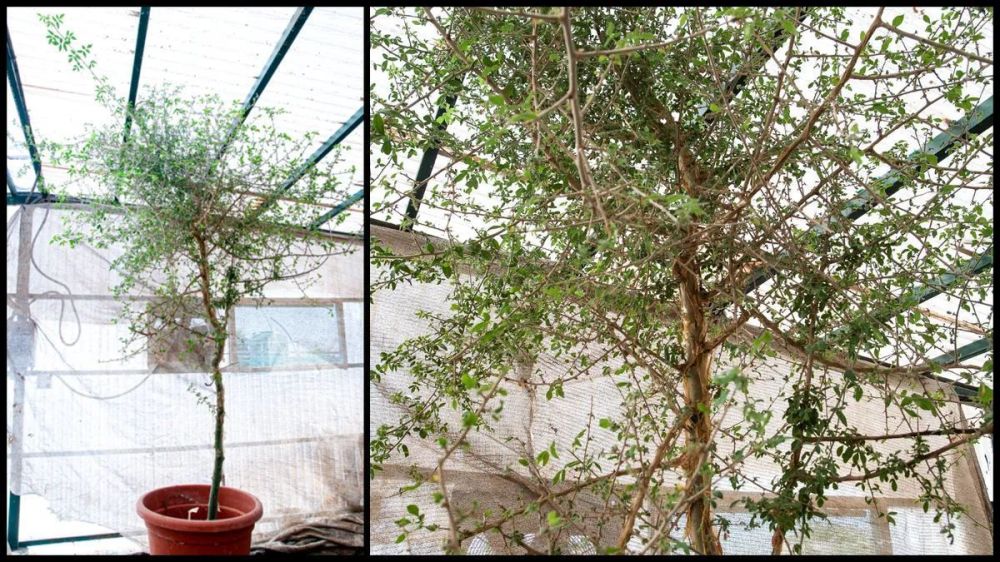 ������ ��������� ������ �� ������, �������� 1000 (!!!) ���