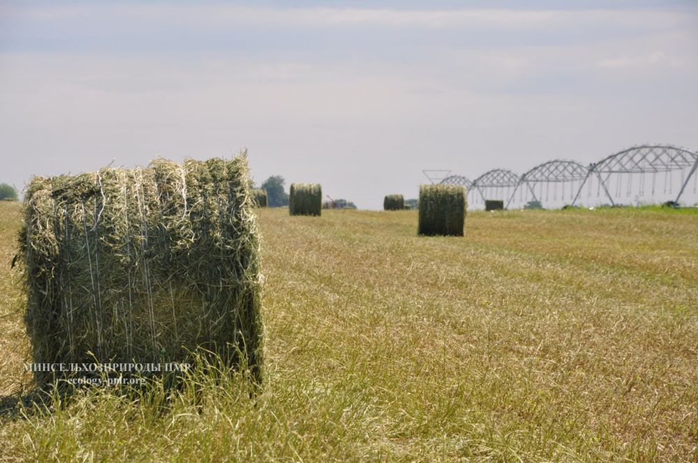 ������� ������. �������, 25 ��������, ��������� ���������� ����������, ��� �������. ����� ������� �����