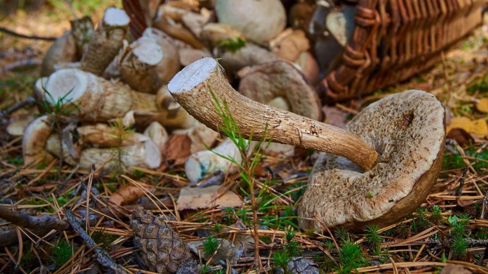 � ������������� 3 �������� �� ���� ������ ���������� �������