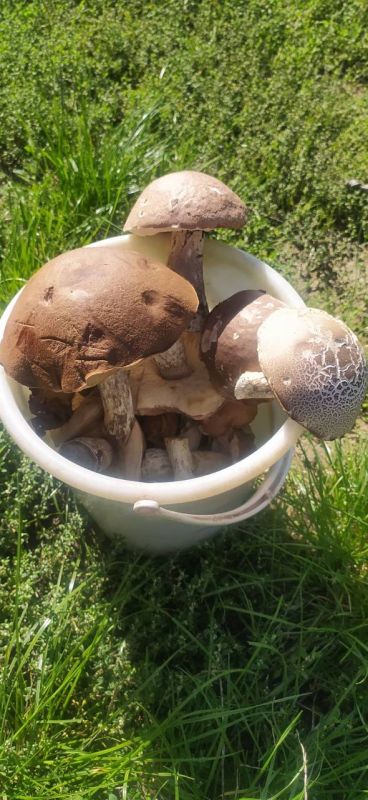 �������� (��� ����������?) ���� ���� ������