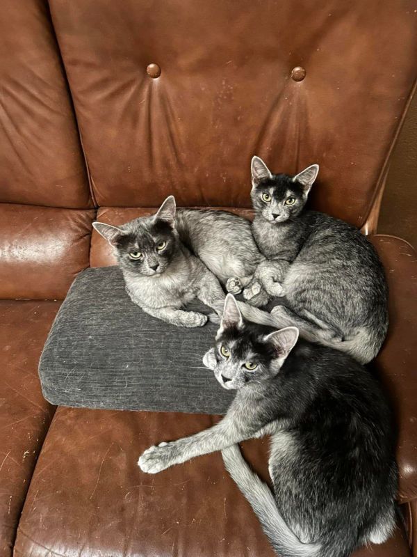 � ������� ������ ����� ������ �����, ������� ������� ��������������� (Pisica Transilvan)