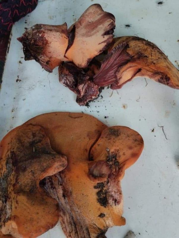 ��� ����� ������� ����� � ������������ ������ ����� � ������������ ���� �����